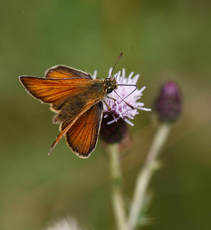 Small Skipper