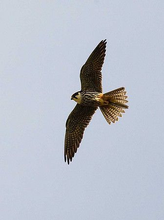 Hobby