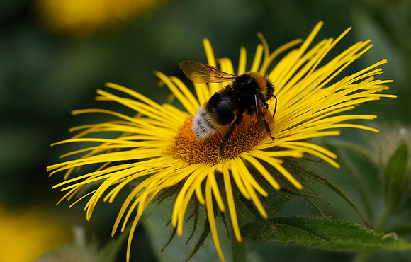 Bee on daisy