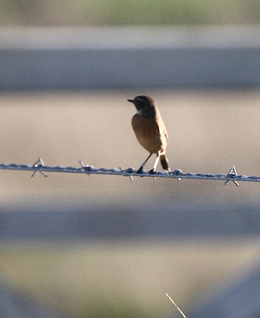 Stonechat