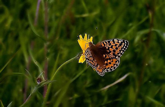Dark Green Fritillary