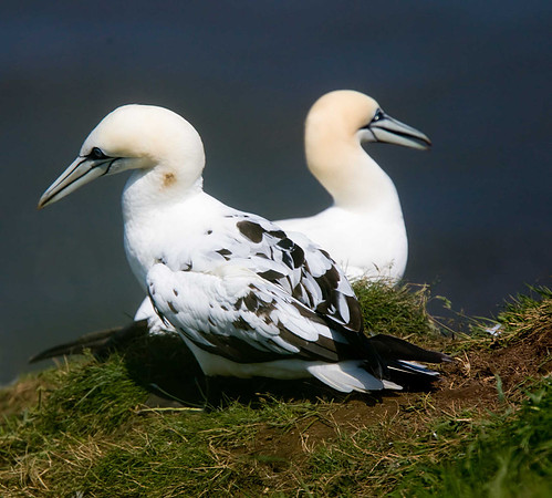 Gannet