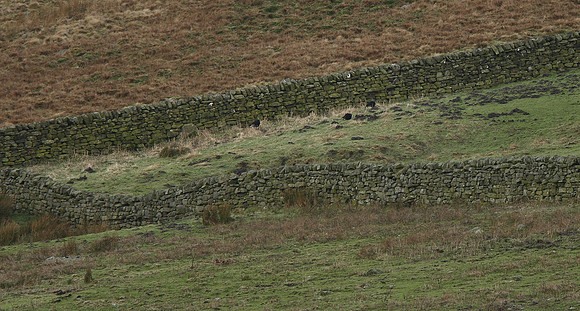 Black Grouse