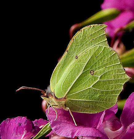 Brimstone