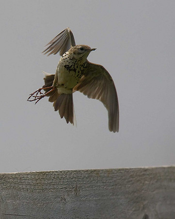 Meadow Pipit