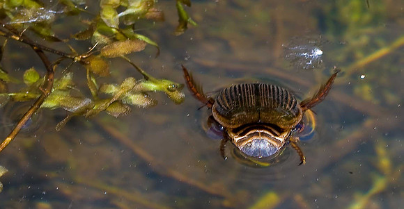 Diving Beetle
