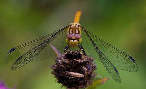 Common Darter