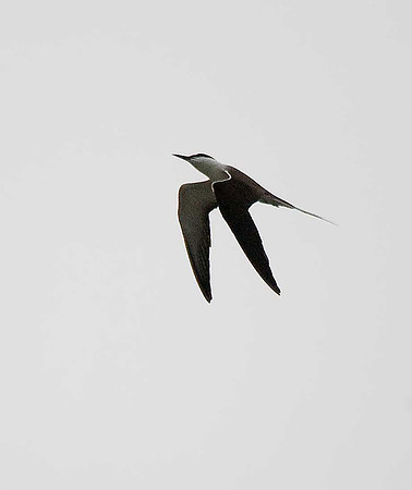Bridled Tern