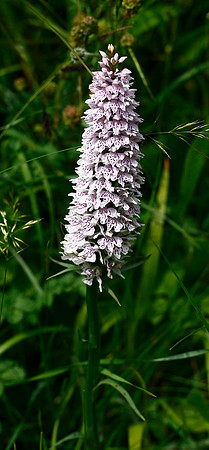 Common Spotted Orchid