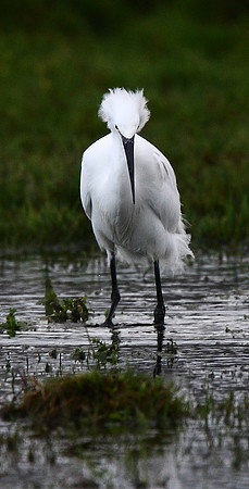 Little Egret