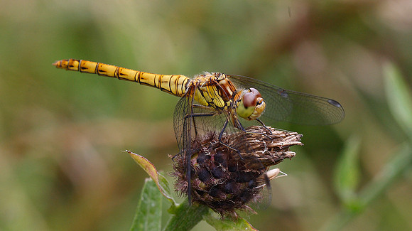 Common Darter female