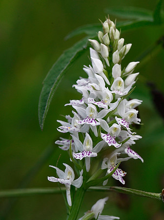 Common Spotted Orchid