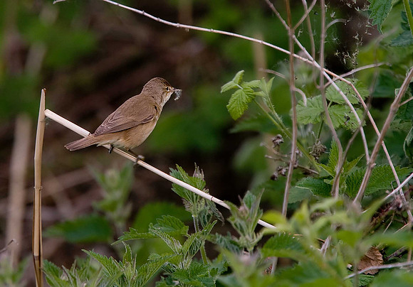 Reed Warbler
