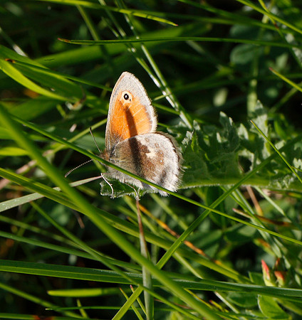 Small Heath