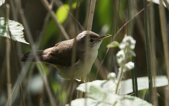Reed Warbler