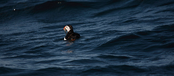 Puffin