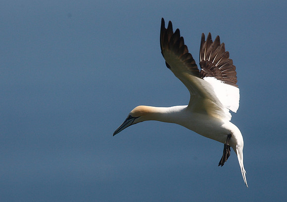 Gannet