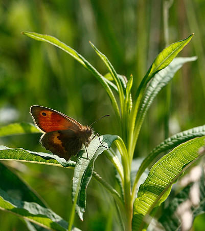 Meadow Brown