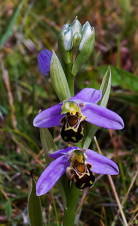 Bee Orchid