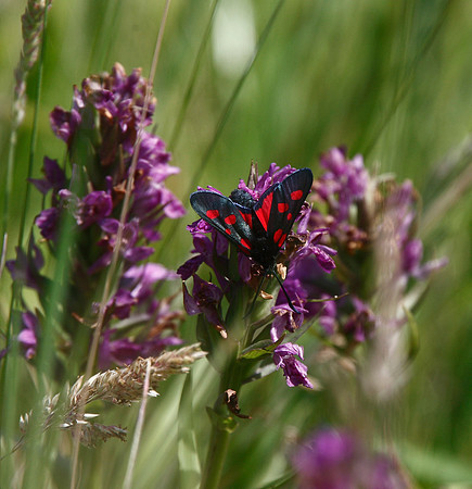 Burnet Moth