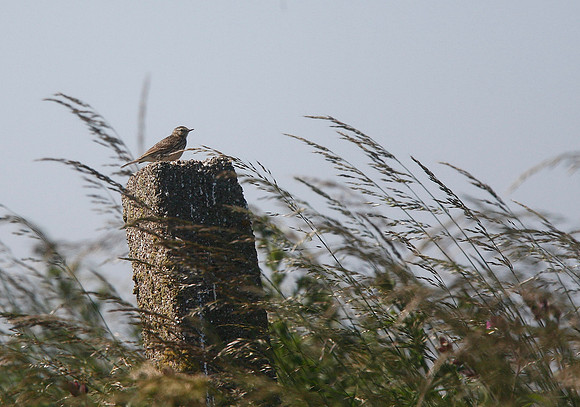 Meadow Pipit