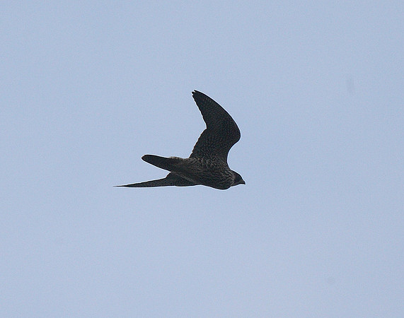 Peregrine