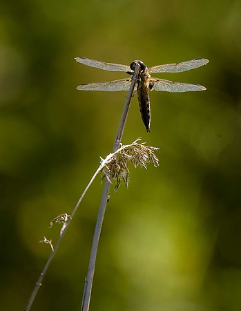 Four-spotted Chasers