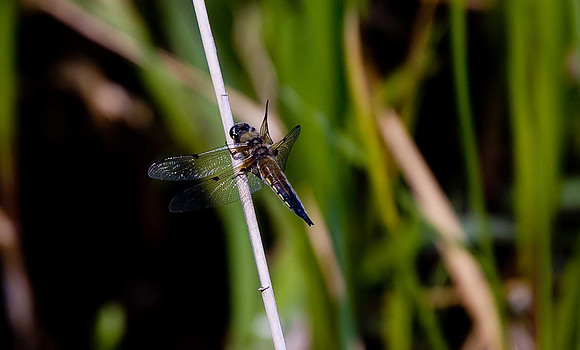 Four-spotted Chaser