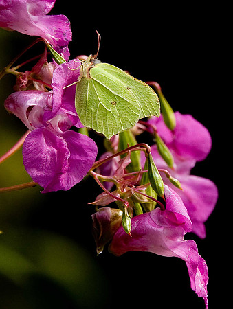 Brimstone