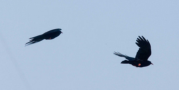 Chough
