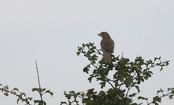 Corn Bunting