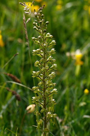 Twayblade