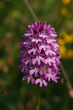 Pyramidal Orchid