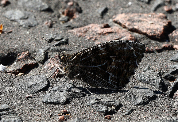 Grayling