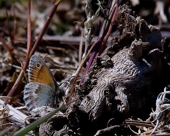Small Heath