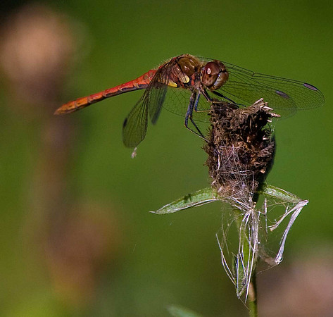 Ruddy Darter