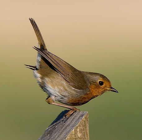 Robin