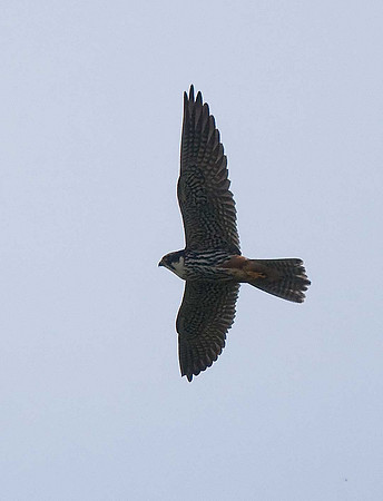 Red-footed Falcon