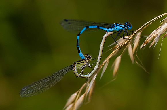 Common Blue Damselfly