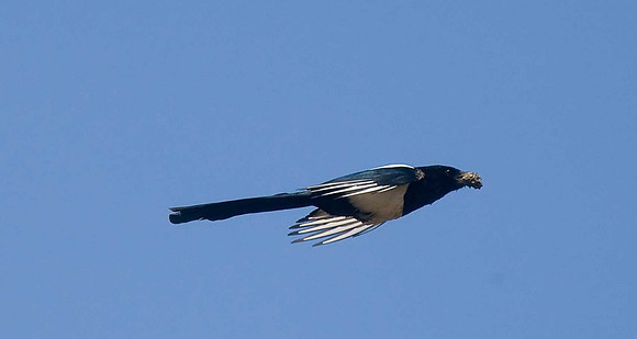 Magpie