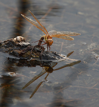 Brown Hawker