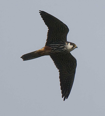 Hobby