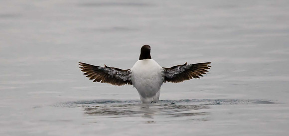 Guillemot