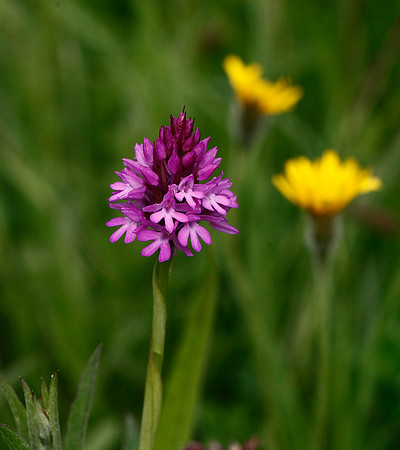 Pyramidal Orchid