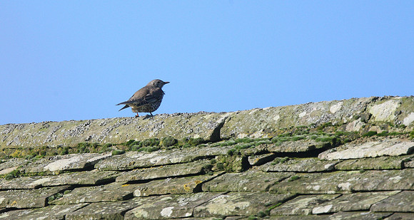 Mistle Thrush
