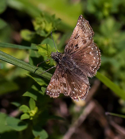 Dingy Skipper