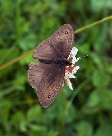 Meadow Brown