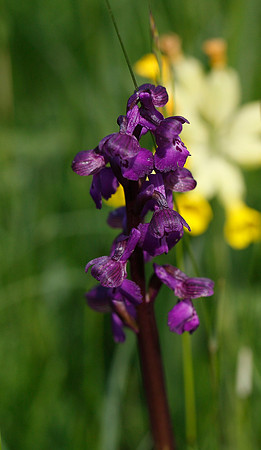 Green-winged Orchid