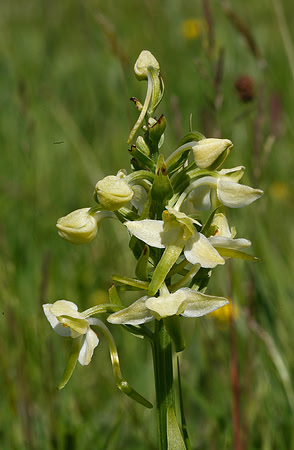 Greater Butterfly Orchid