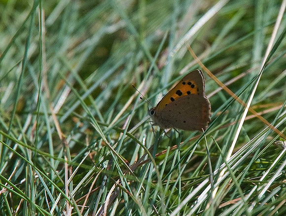 Small Copper
